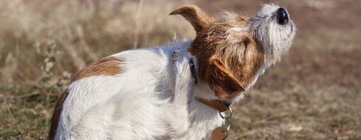 Hoe je hond ontvlooien?