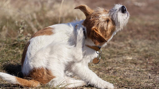 zich krabbende jack russell buiten