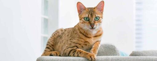 10 vragen die je je moet stellen voor je een kat in huis haalt