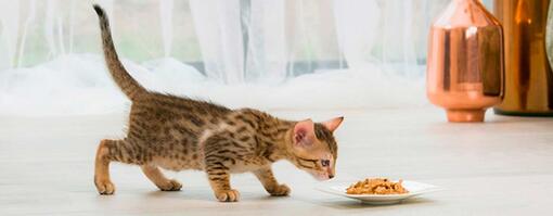 Je opgroeiende kitten in topvorm houden
