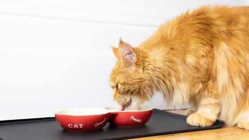 Un chat à la fourrure orange mangeant dans son bol