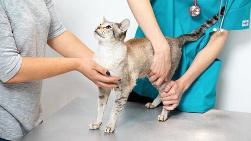 Un chat gris chez le vétérinaire