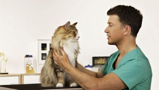dierenarts met langharige kat op onderzoekstafel
