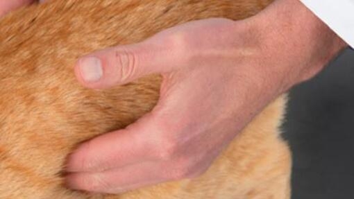 hand van dierenarts tast buik van rosse tijgerkat af