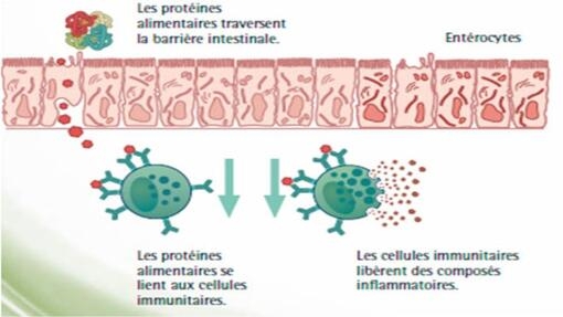 DÉVELOPPEMENT DES ALLERGIES ALIMENTAIRES: