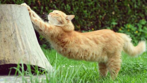 rosse kat strekt zich uit tegen boomstronk