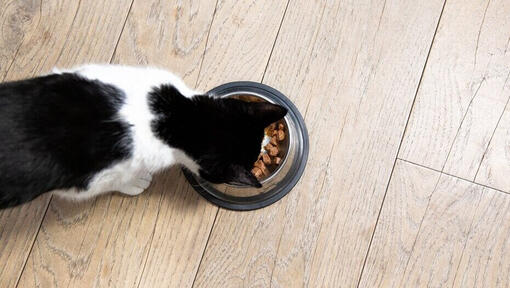 zwart-met-witte kat eet uit eetbakje