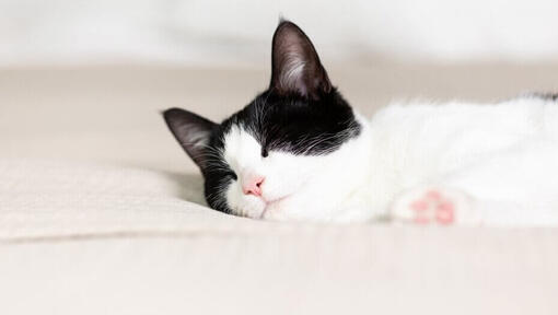zwart-met-witte kat slaapt