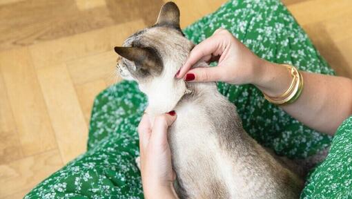 vrouw inspecteert vacht van Siamese kat die op haar schoot zit