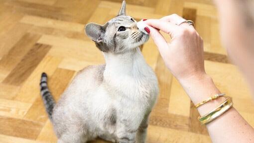 vrouw wrijft met watje over neus van Siamese kat 
