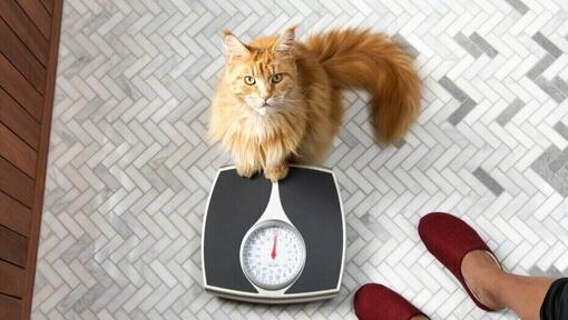 Chat roux se tient sur une balance