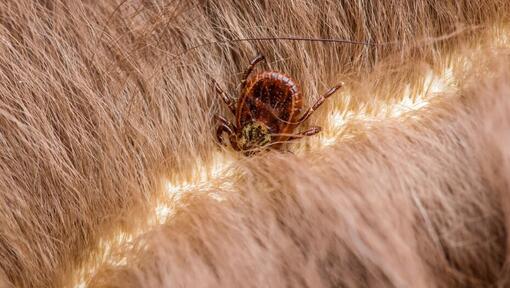 close-up van een teek die vastzit in een vacht