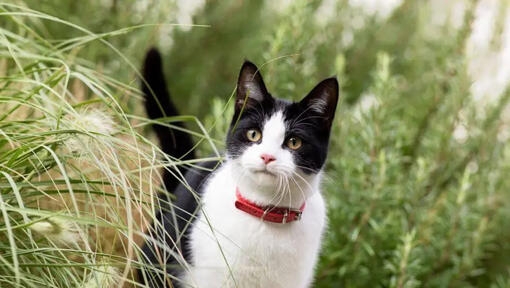 zwart-met-witte kat met rood halsbandje buiten