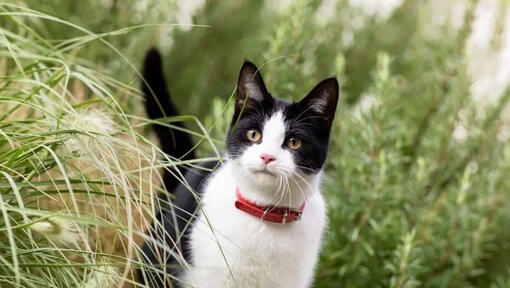 chat dans l'herbe