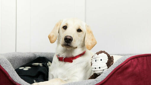 labradorpup met knuffel in hondenmand