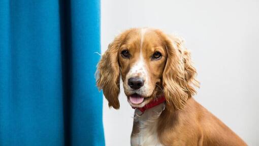 Chiot propre à côté d'un rideau bleu