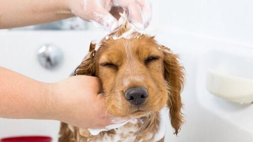 hond wordt met shampoo gewassen in badkuip