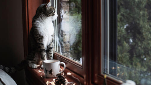 kat zit binnen voor raam en kijkt naar buiten