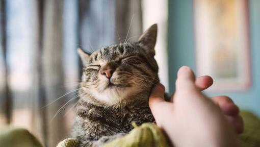 grijze tijgerkat wordt met een vinger geaaid in zijn nek