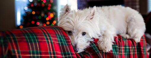 chien en sécurité à Noel