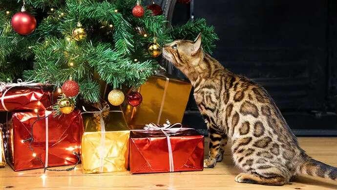 chat découvre le sapin de Noel