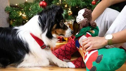 chien qui reçoit son cadeau