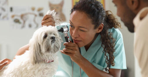 Un vétérinaire examine l'oreille du chien