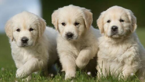 drie golden-retrieverpups