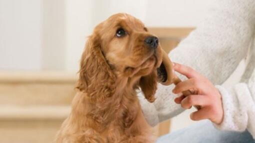 Maintenir la peau de votre chiot en pleine santé