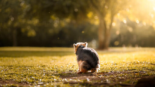 chien caca dans un parc