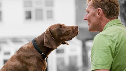 Un homme parle à son chien.