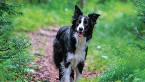 staande border collie op een natuurpad