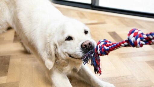 golden retriever tijdens trekspelletje