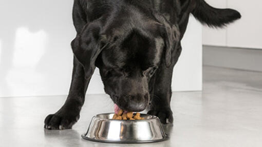 zwarte labrador eet binnen brokje uit eetbak