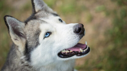 close-up naar boven kijkende husky