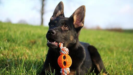 Duitse herderpup buiten met trekspeeltje in zijn mond