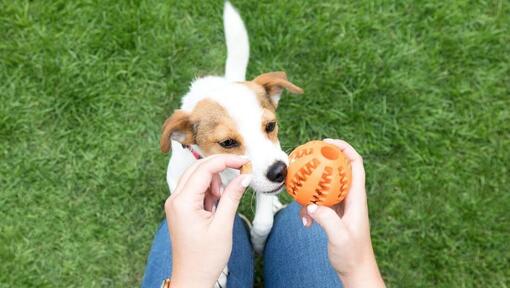 chien recevant un jouet de distribution de friandises