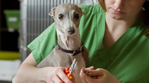 nagels van Italiaans windhondje worden geknipt