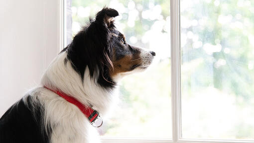 tricolor bordercollie kijkt door raam naar buiten