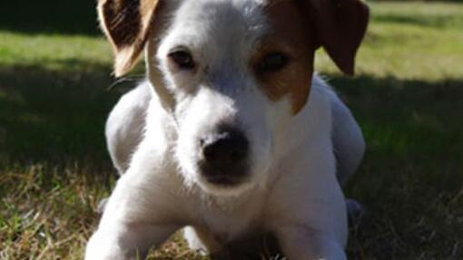 close-up van liggende jack russell