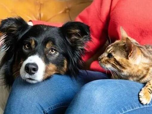 hond en kat op schoot