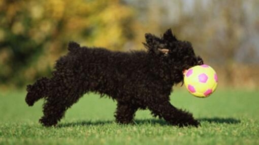 zwart hondje loopt met bal in zijn mond