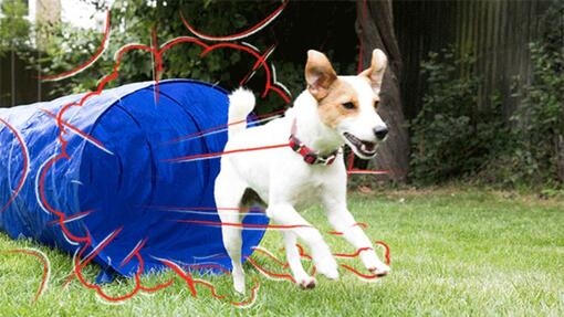 hond loopt uit agilitytunnel