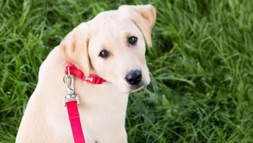 blonde labradorpup met rode halsband en lijn