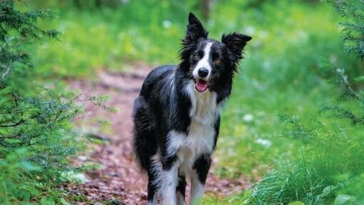 staande border collie op een natuurpad 