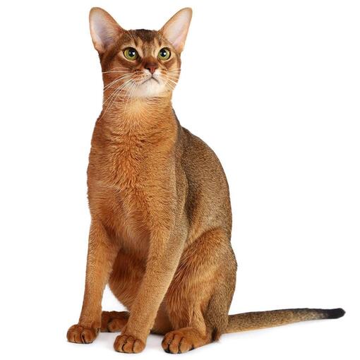 Abessijnse kattenras