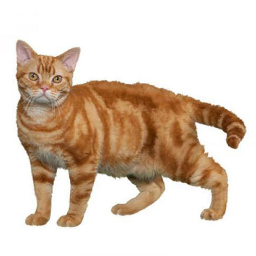 Amerikaans draadhaar kattenras