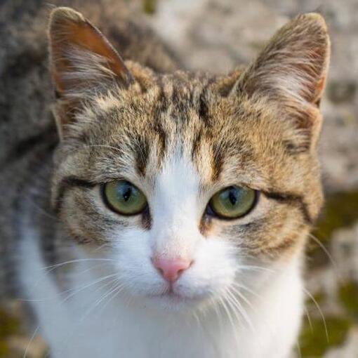 American Wirehair kijkt naar iemand