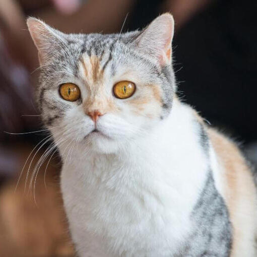 Amerikaans draadhaar kattenras