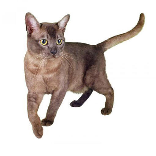 Race de chat asiatique